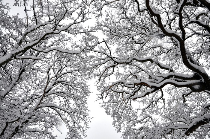 Trees on Parish Lane, Pease Pottage, covered with snow