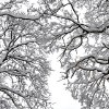 Trees on Parish Lane, Pease Pottage, covered with snow