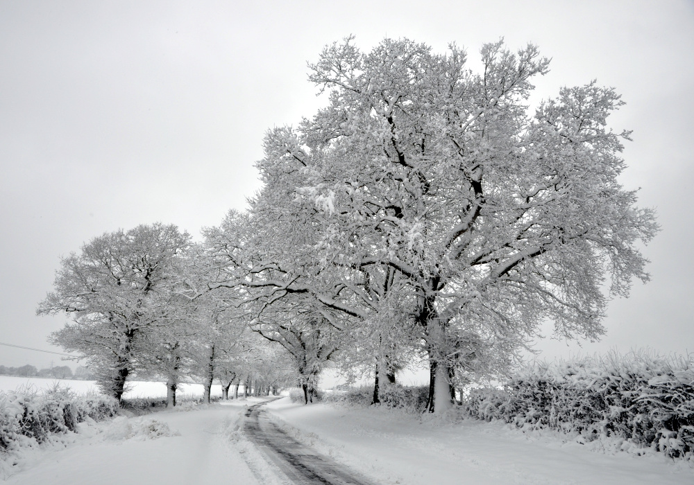 snow-covered trees in Parish Lane, Pease Pottage
