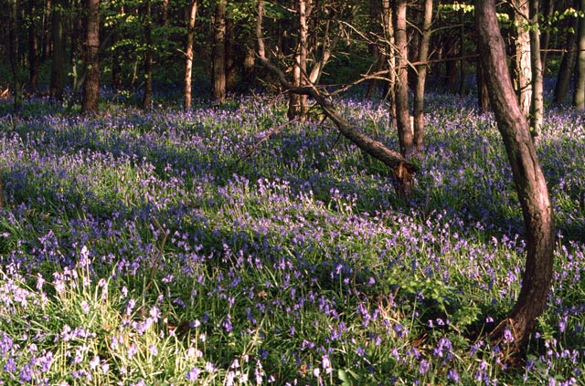 bluebells along Grouse Road