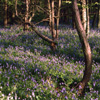 bluebells along Grouse Road