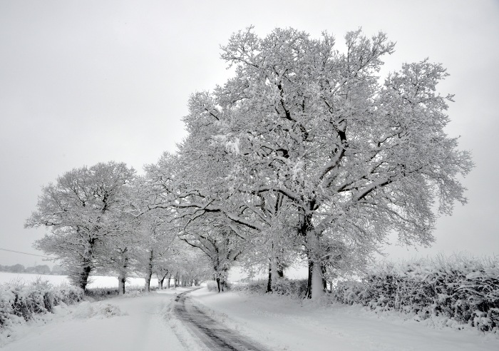 Snow-covered trees, Parish Lane, Pease Pottage