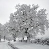 Snow-covered trees, Parish Lane, Pease Pottage